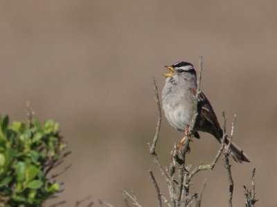 White-crowned Sparrow singing