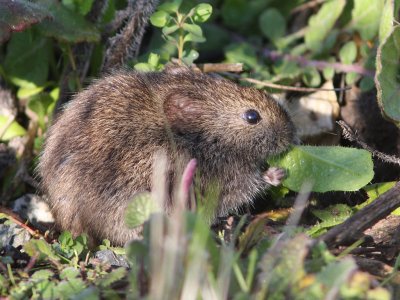 California Vole?