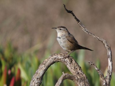 Marsh Wren