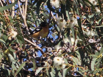 Black-headed Grosbeak