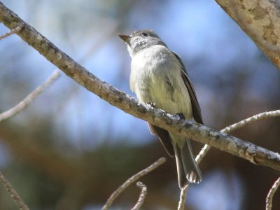 Possible Hammond's Flycatcher - notched tail
