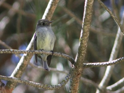 Possible Hammond's Flycatcher - distinct vest