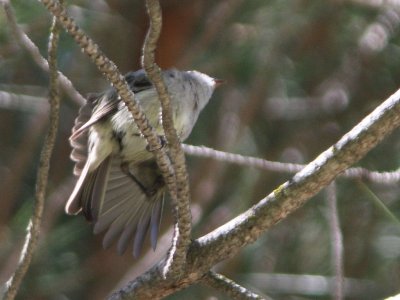 Possible Hammond's Flycatcher - wing stretch
