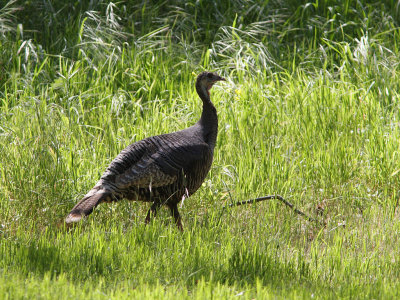 Female Turkey