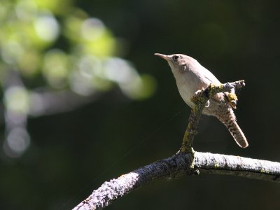 House Wren