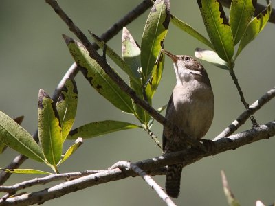 House Wren