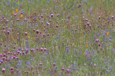 Wildflower meadow in shade