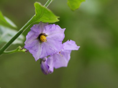 Blue Witch Nightshade