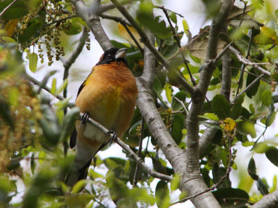 Black-headed Grosbeak