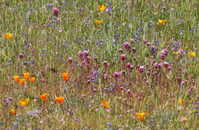 Wildflower meadow in sun