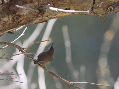 House Wren looking at nest cavity