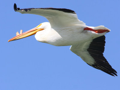 American White Pelican