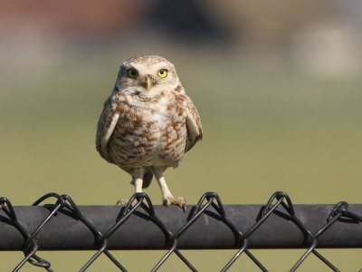 Burrowing Owl