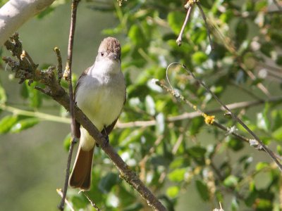Ash-throated Flycatcher