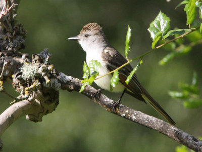 Ash-throated Flycatcher