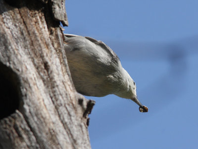White-breasted Nuthatch going to nest hole