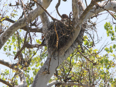 Red-shoulderd Hawk on nest