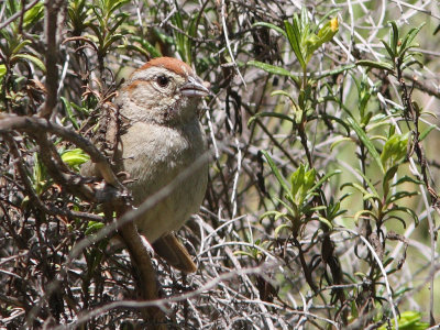 Rufous-crowned Sparrow