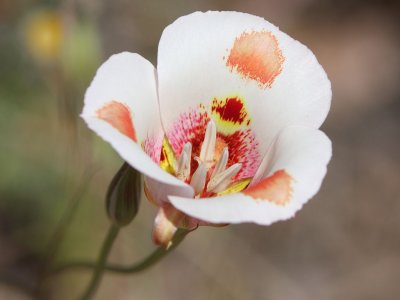 White Mariposa Lily (Butterfly Mariposa) - (looks like Calochortus venustus?)