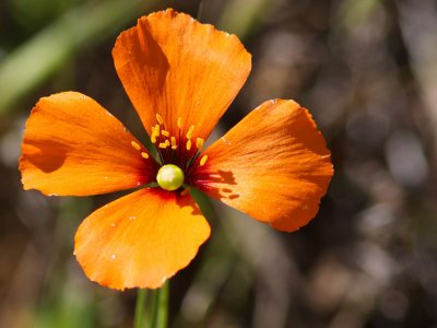 Wind Poppy - (Stylomecon heterophylla?)