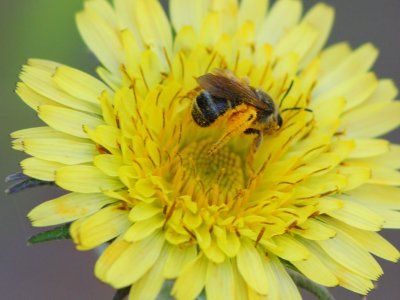 Honey bee collecting pollen