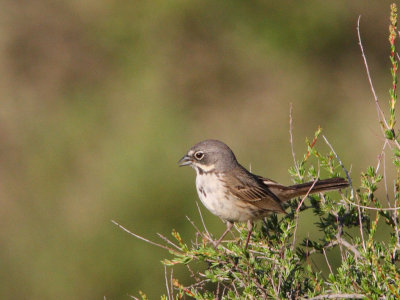 Bell's Sage Sparrow