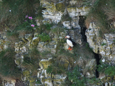 First look at a Puffin, Bempton