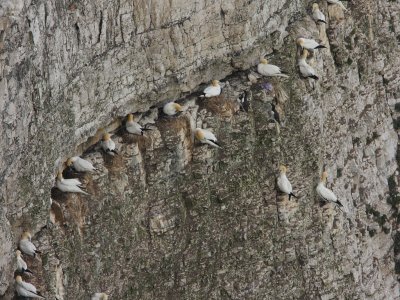 Gannets nesting on Bempton Cliffs