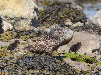 Female Eiders with ducklings