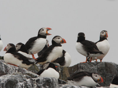 Puffins from the boat