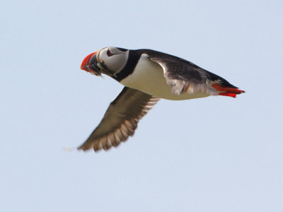 Puffin flying in from fishing