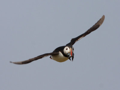Puffin flying in from fishing