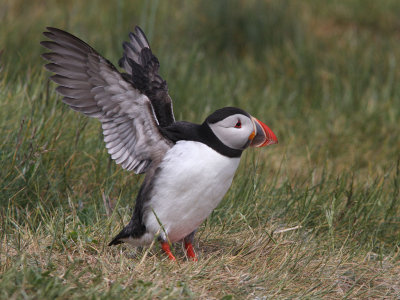 Puffin wing flap
