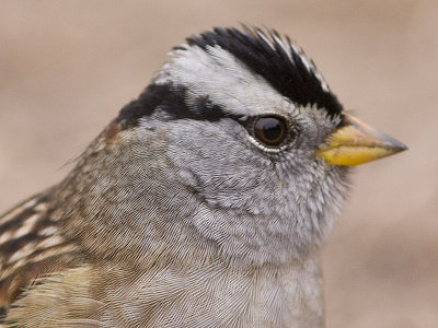 White-crowned Sparrow - Drake's Beach