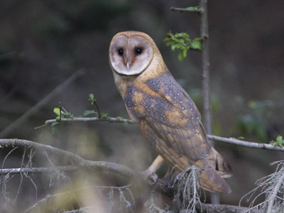 Barn Owl - Drake's Beach