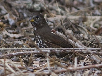 Fox Sparrow - Drake's Beach