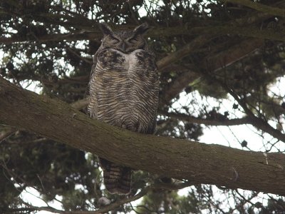 Great-horned Owl - Mendoza