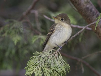 Western Flycatcher