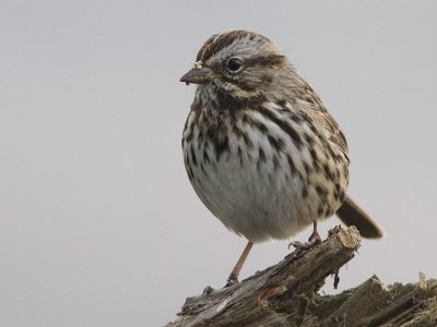 Song Sparrow