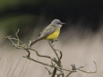 Tropical Kingbird - Chimney Rock parking lot