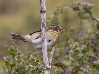 Rose-breasted Grosbeak - Chimney Rock