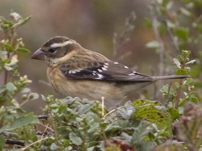 Rose-breasted Grosbeak - Chimney Rock