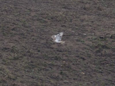 Juvenile Ferruginous Hawk - near Chimney Rock