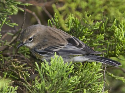 Yellow-rumped Warbler - Lighthouse