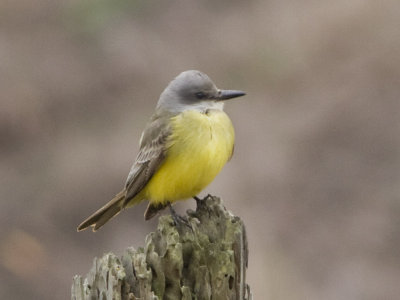 Tropical Kingbird - North of Nunes