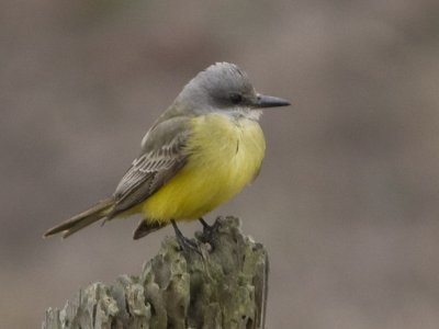 Tropical Kingbird - North of Nunes