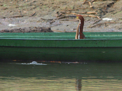 Rufescent Tiger-Heron