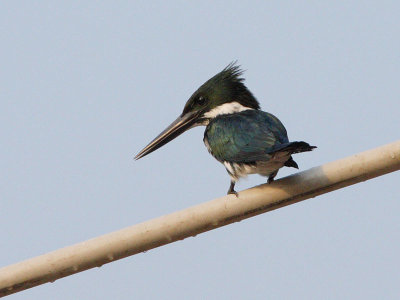 Amazon Kingfisher