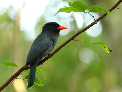 Black-fronted Nunbird