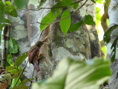 Buff-throated Woodcreeper